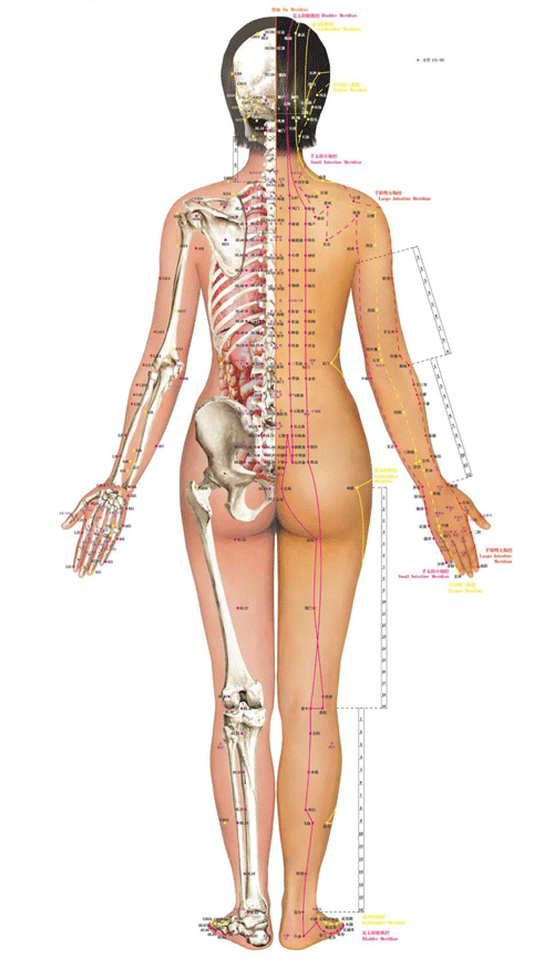 女性人体经络穴位图背面