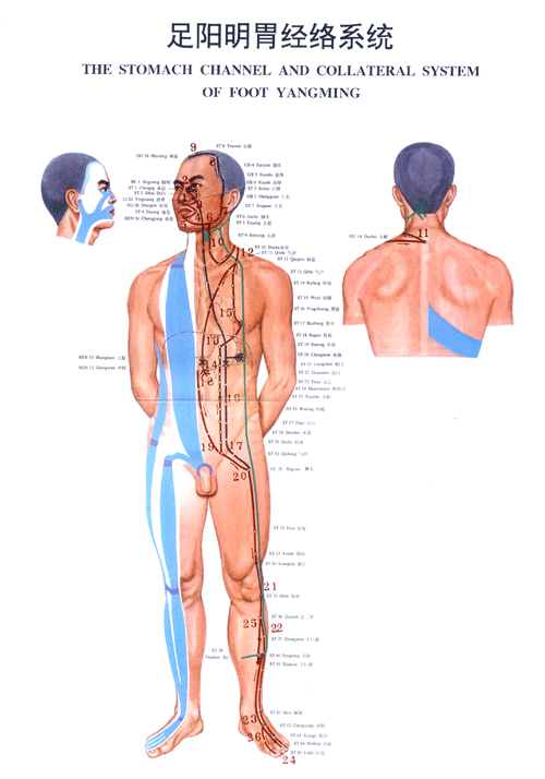 足阳明胃经络图