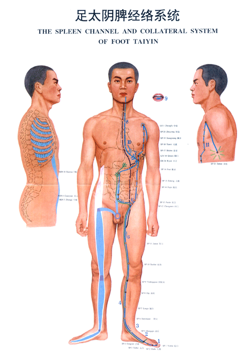 足太阴脾经络图