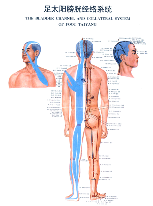 足太阳膀胱经络图