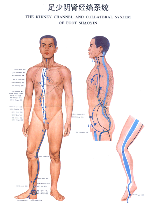 足少阴肾经络图