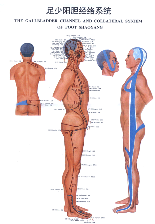 足少阳胆经络图