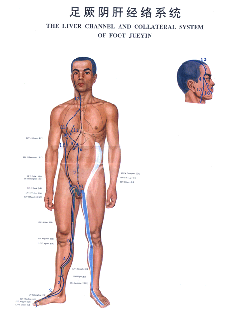足厥阴肝经络图