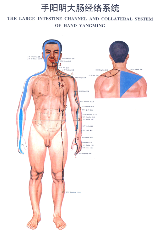 手阳明大肠经络图