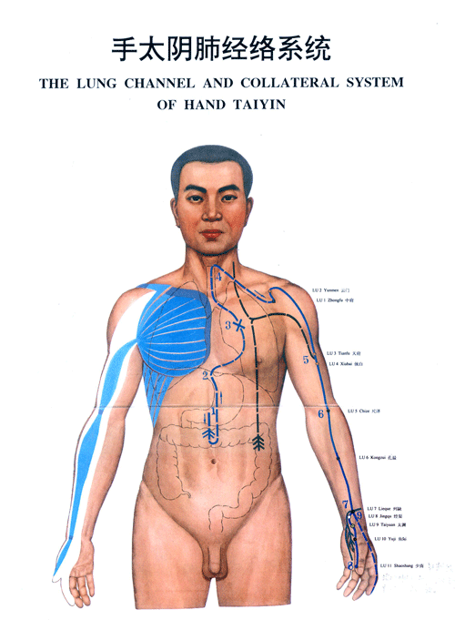 手太阴肺经络系统图