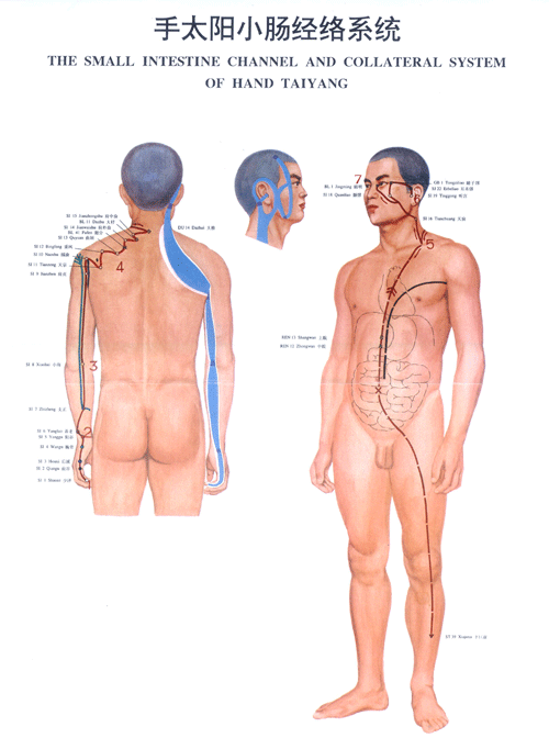 手太阳小肠经络系统图
