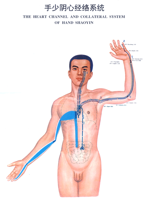 手少阴心经络系统图