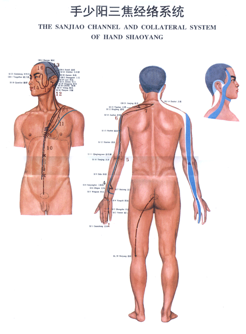 手少阳三焦经络系统图