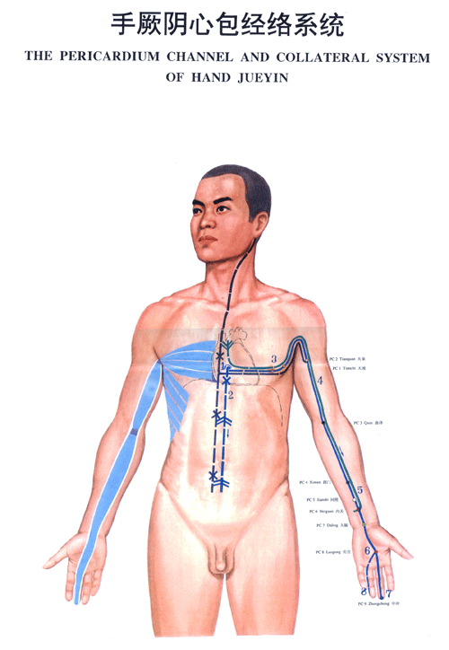 手厥阴心包经络系统图