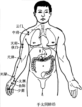 手太阴肺经图