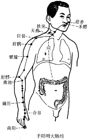 手阳明大肠经图