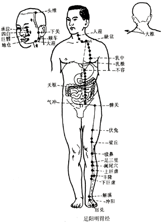 足阳明胃经图