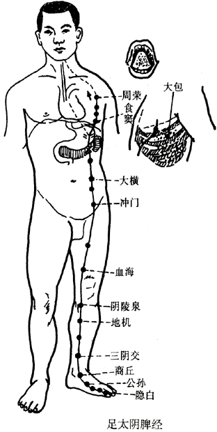 足太阴脾经图