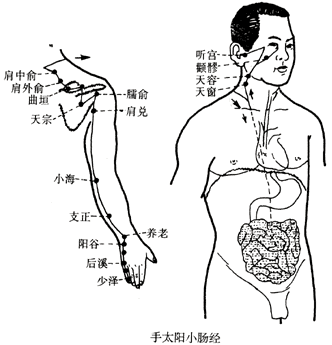 手太阳小肠经图