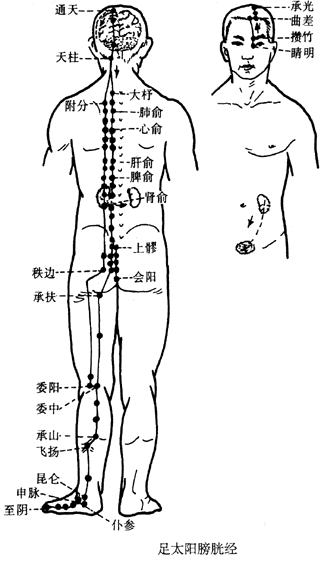 足太阳膀胱经图