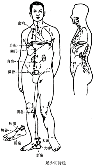 足少阴肾经图