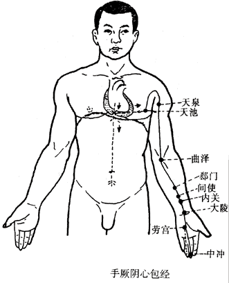 手厥阴心包经图