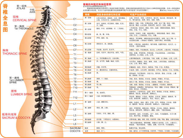 脊椎全息图谱