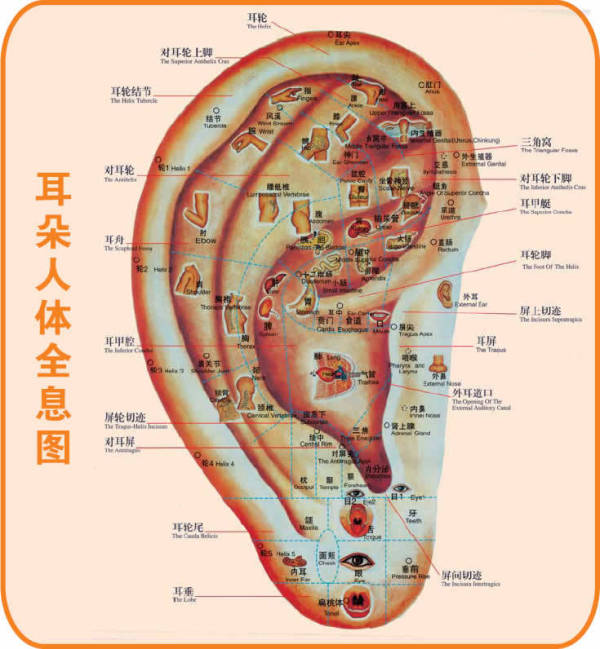 耳朵全息示意图