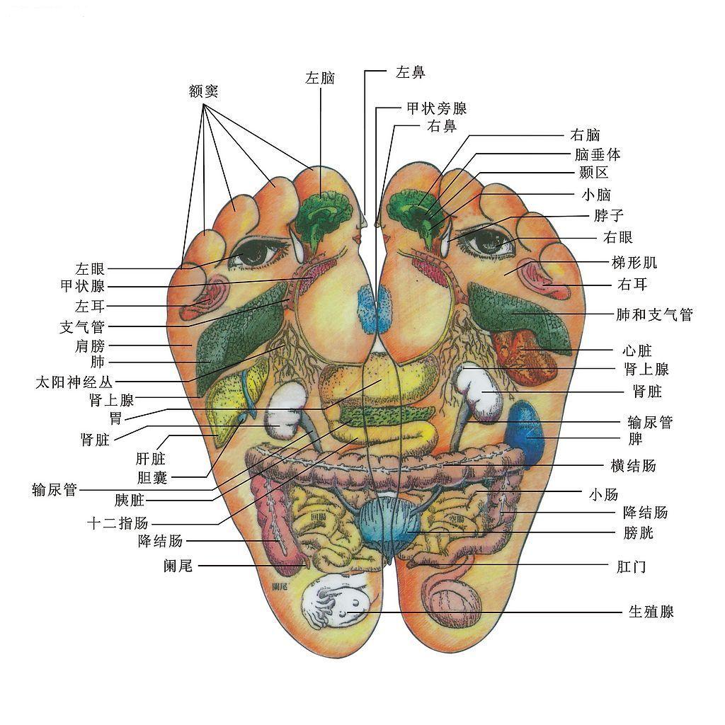 足解剖模型A11312 - 人体解剖-系统解剖学肌肉模型 - 上海佳悦科教设备发展有限公司