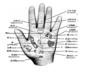 手掌与人体内脏图