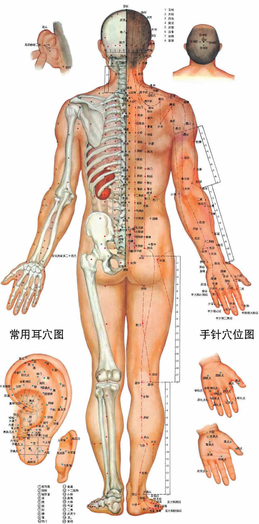 人体背面穴位图