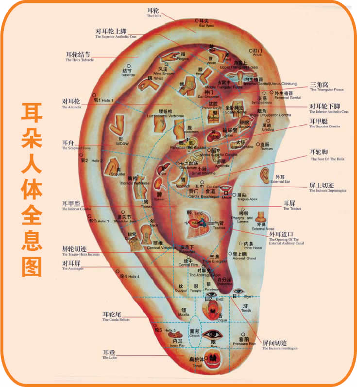 耳朵人体全息图