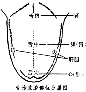 中医舌诊图