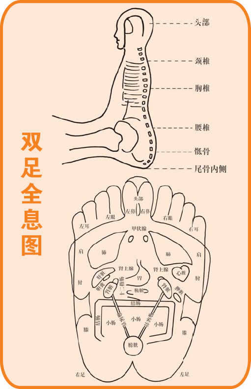 双足全息图