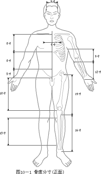 正面骨度分寸图