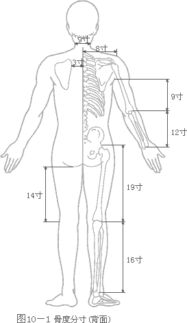 背面骨度分寸图