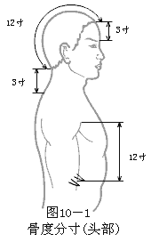 头部骨度分寸图