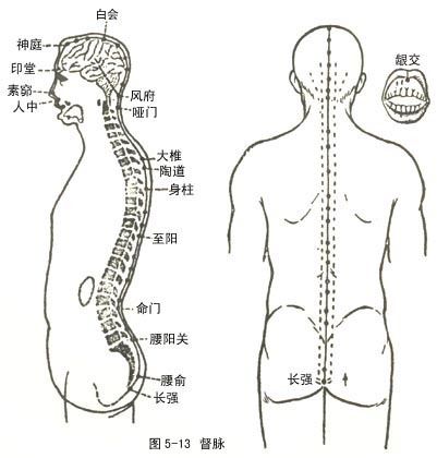 督脉图