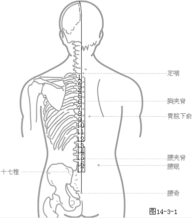 奇穴-背部穴位图