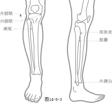 奇穴图-膝眼