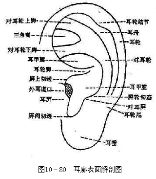 耳廓表面解剖图