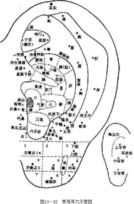 常用耳穴示意图