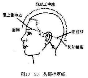 头部标准线图