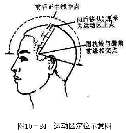 头部运动区定位示意图