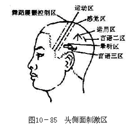 头侧面刺激区图