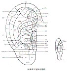 标准耳穴定位示意图