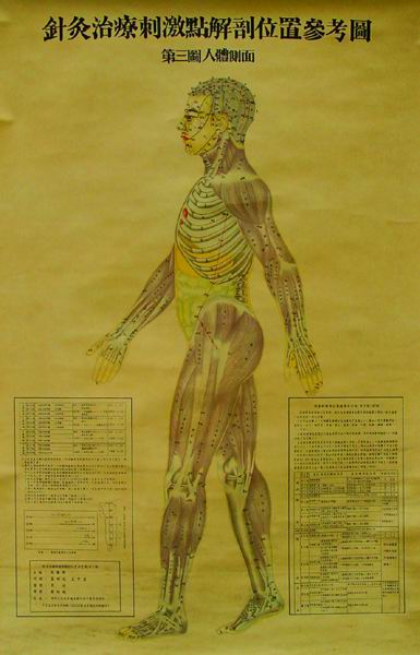 针灸治疗刺激点解剖位置参考图 