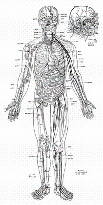《针灸学》附经穴图