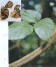 茎藤类—鸡血藤─密花豆