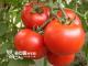 夏季养生指南：西红柿的营养